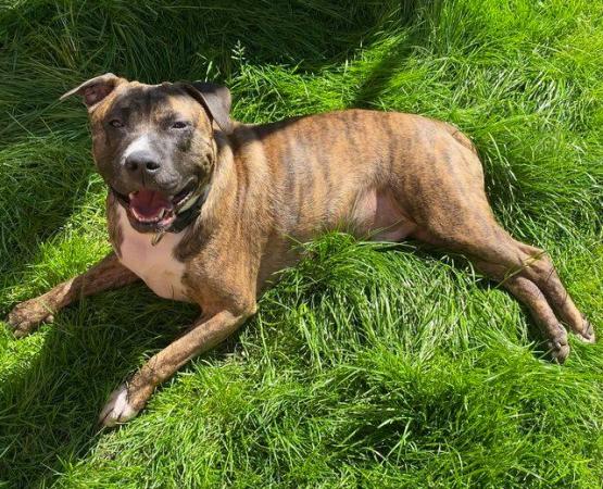 Image 3 of Staffy Cross needing a experienced owner