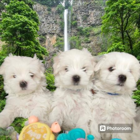 Image 3 of Top quality Maltese Puppies