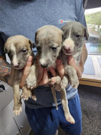 Image 4 of Stunning whippet pups for sale