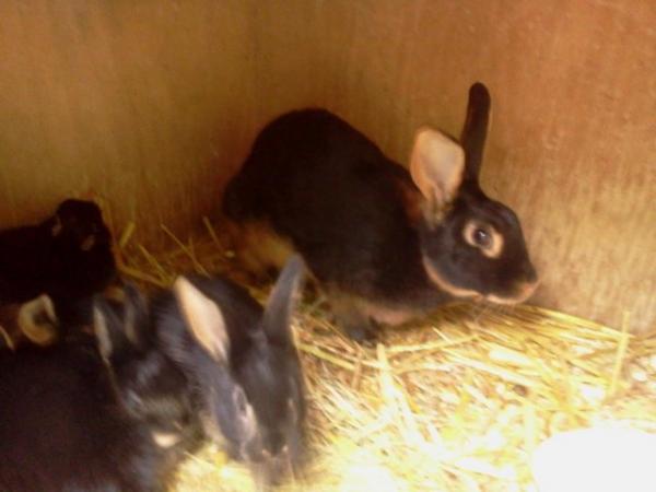 Image 3 of Mini Belgian Hare cross doe 2 half years old