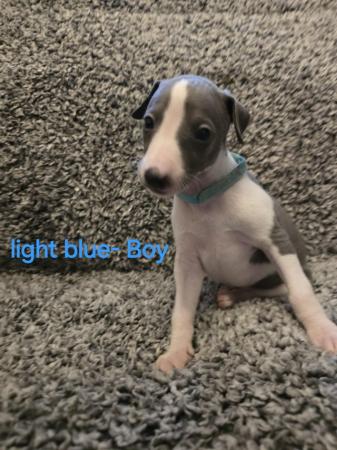 Image 11 of Beautiful whippet puppies