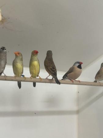 Image 2 of 2 pairs of star finches