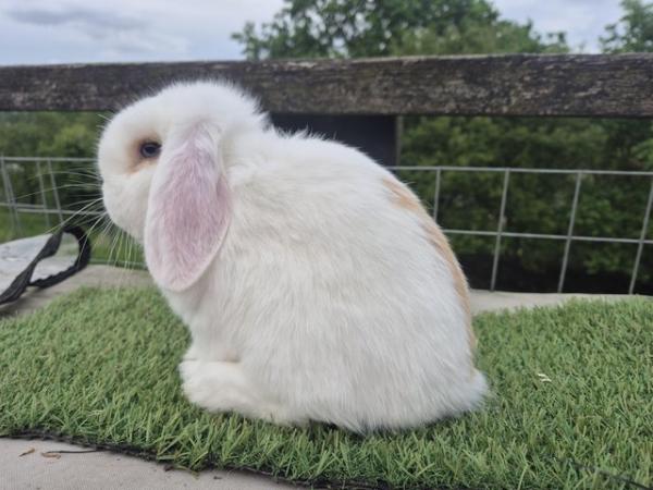 Image 1 of Young Adult Mini Lop Male