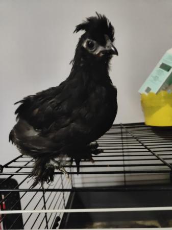 Image 8 of 3 month old Silkie x pekin rooster/cockerel