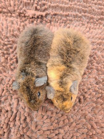Image 3 of Pair of purebred teddy guinea pig babies
