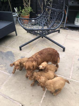 Image 5 of COCKER SPANIEL PUPPIES FOR SALE