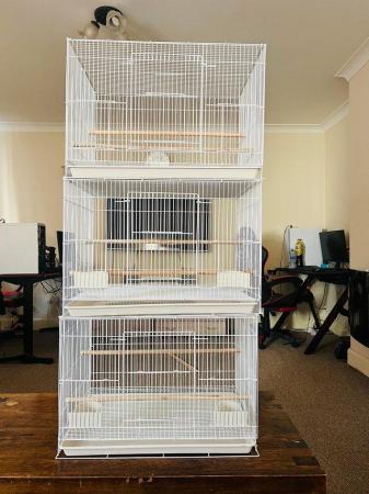 Image 3 of Adult & Baby Cockatiels for Sale