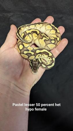 Image 17 of Reduced royal python morphs hatchlings and adults