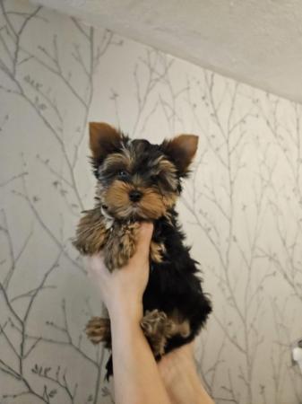 Image 5 of Miniature Yorkshire Terrier puppies for sale!