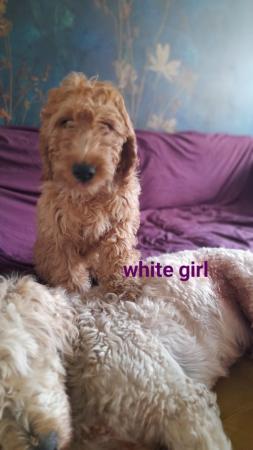 Image 17 of SOLD OUT quality red girls goldendoodle x irishdoodle