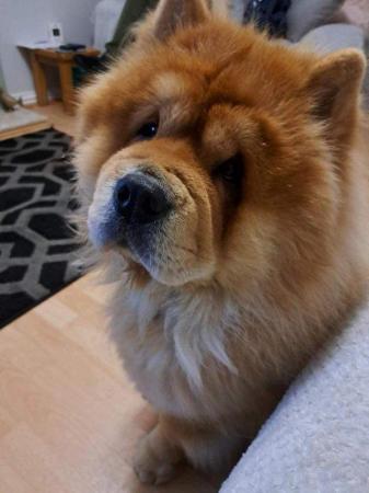 Image 5 of 3yr old chow chow male dog for sale