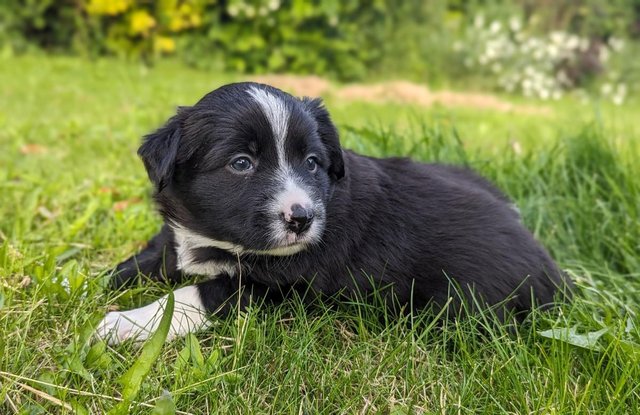Image 12 of 5 beautiful border collie puppies (4 males and 1 female)