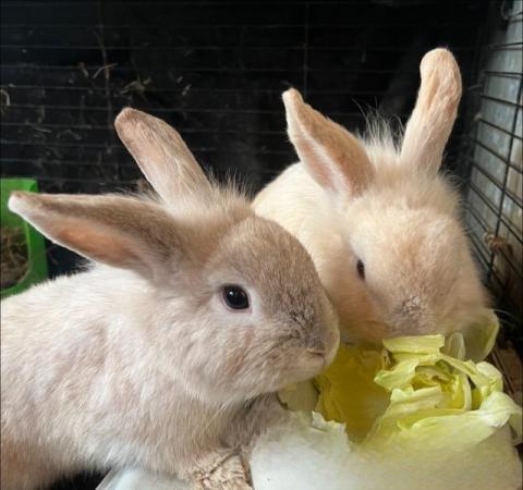Image 1 of BOTH RABBITS HAVE BEEN SOLD