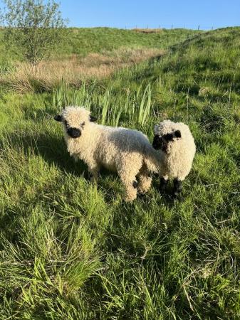 Image 1 of Sheep and lambs for sale