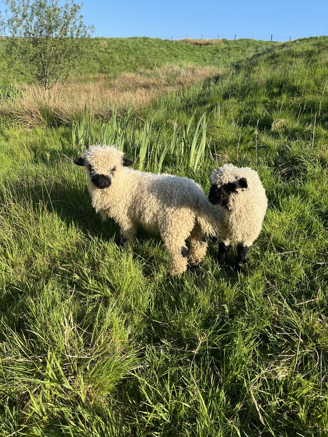 Preview of the first image of Sheep and lambs for sale.