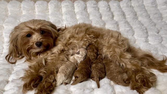 Preview of the first image of RARE Toy F1B Maltipoo Puppies*.