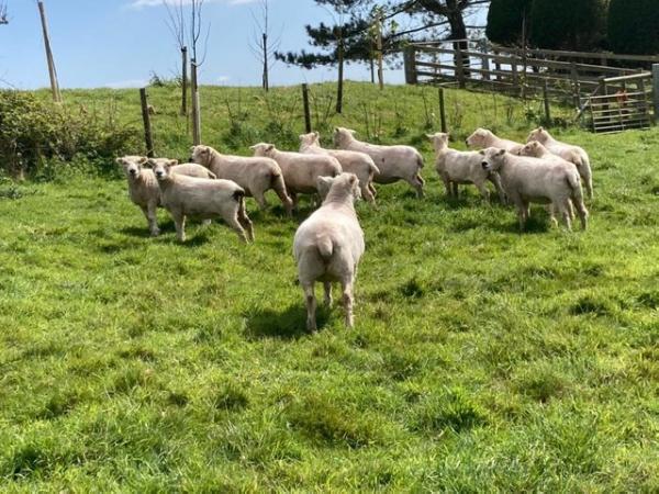 Image 2 of Grey faced Dartmoor sheep