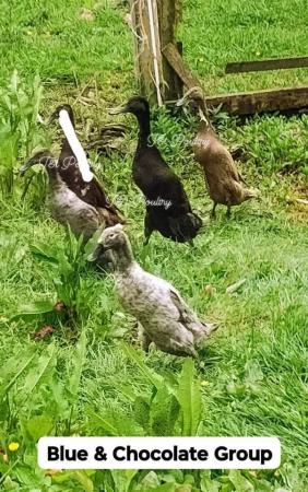 Image 1 of ***REDUCED***Trio Indian Runner Ducks