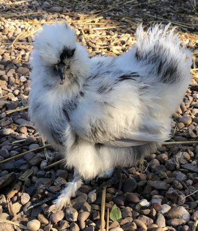 Image 1 of Silkie hatching eggs from blue, splash and white