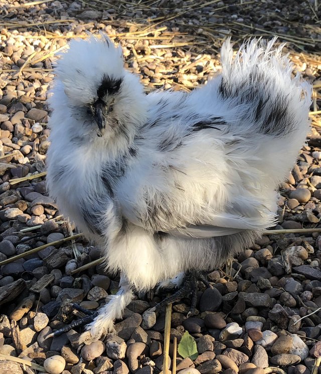 Preview of the first image of Silkie hatching eggs from blue, splash and white.