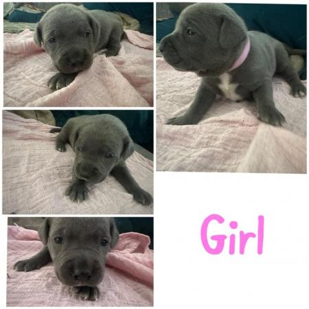 Image 5 of KC REG BLUE STAFFORDSHIRE BULL TERRIER PUPPIES