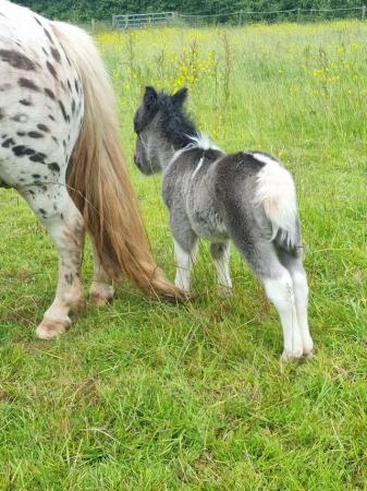Image 2 of Registered spotted pony with filly foal at foot