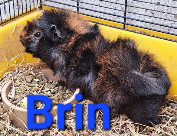 Image 1 of Stunning baby boar/male guinea pigs