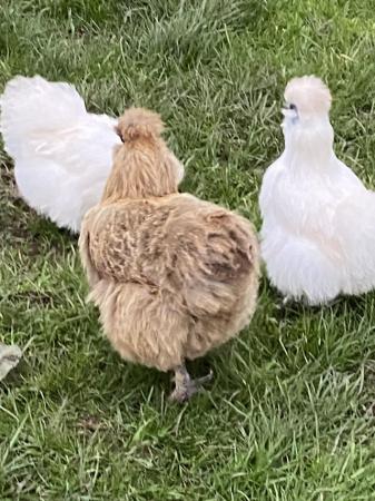 Image 2 of Silkie hatching eggs for sale