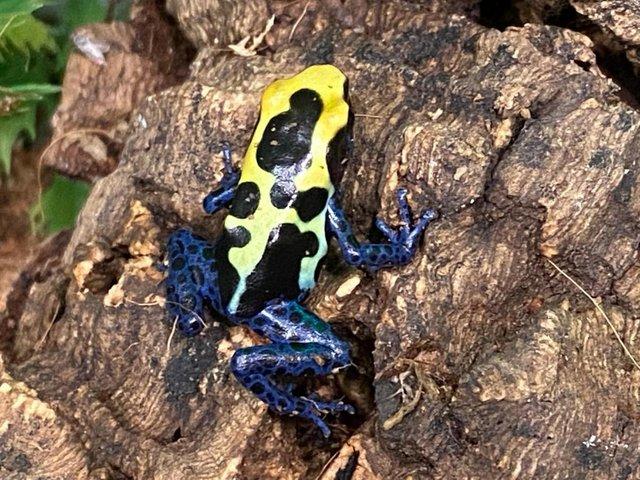 Preview of the first image of Dendrobates Tinctorius Nominat Dart Frog.