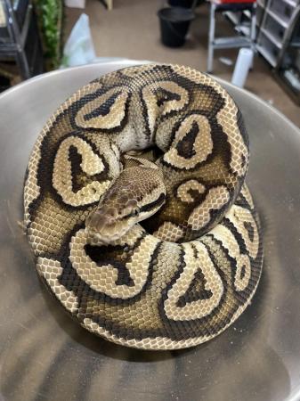 Image 2 of Proven Breeder Ball Pythons **updated.**