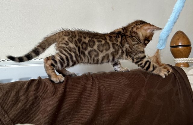 Image 30 of Tica bengal kittens for sale!