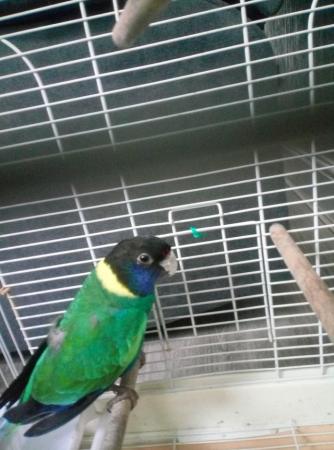 Image 2 of australian ringneck parrot for sale