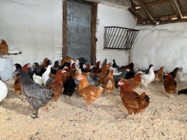 Image 2 of Point of Lay Chickens - 7 colours - Just started laying