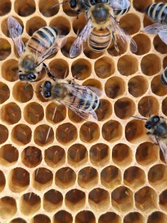 Image 2 of 6 frame nuc of overwintered honeybees