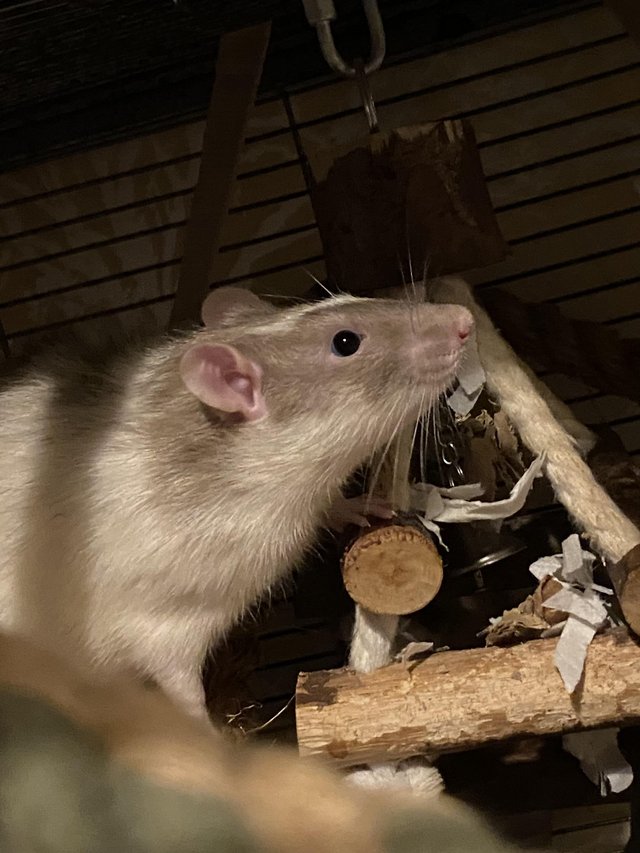 Preview of the first image of Male rat free to good home.