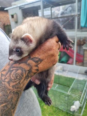 Image 4 of FERRET KITS FOR SALE!!!!