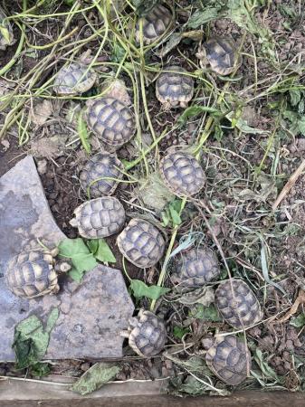 Image 1 of Marginated tortoise 2024 hatchlings for sale