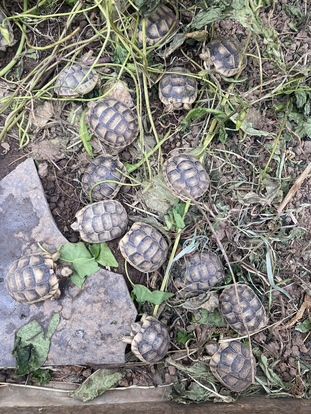 Preview of the first image of Marginated tortoise 2024 hatchlings for sale.