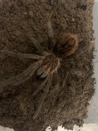 Image 2 of Xenesthis sp Bright tarantula for sale