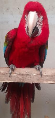Image 5 of Green wing macaw for sale