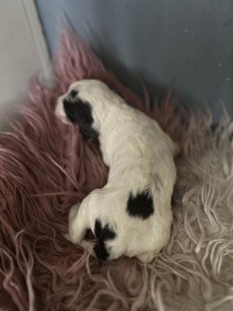 Image 3 of 2 weeks old springer spaniel puppys