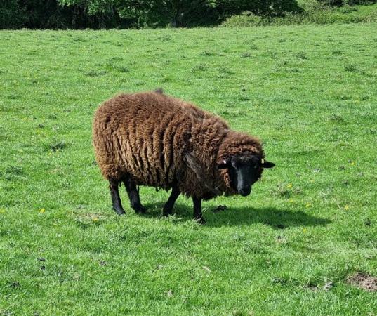 Image 3 of 5 Hampshire cross breeding Ewes