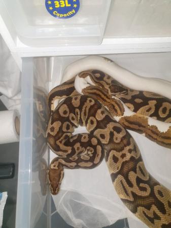 Image 4 of male yellow belly pastel pied