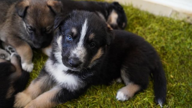Image 4 of German Rottsky Puppies (Rare Breed)