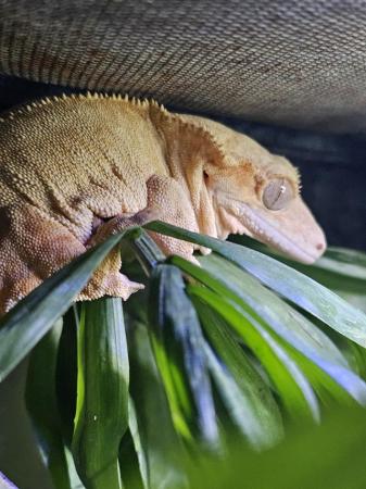 Image 7 of Crested gecko for sale, beautiful girl.