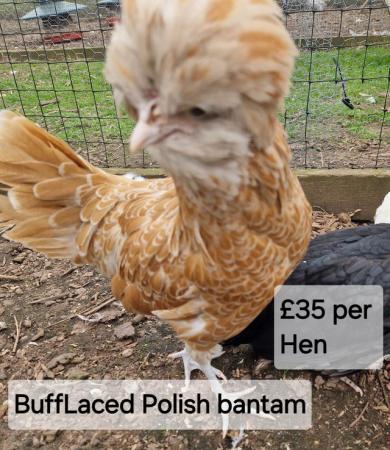 Image 17 of POL Hybrid Hens & Pure Breed Bantams for sale