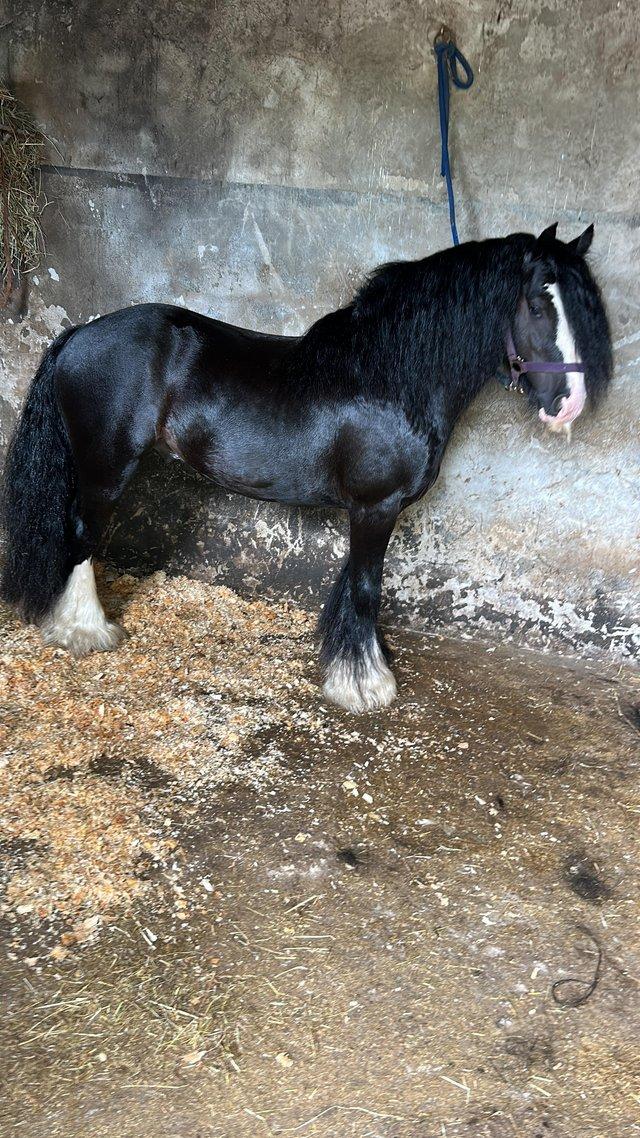 Preview of the first image of Delboy 12hh Black cob stallion.