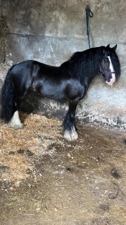 Image 1 of Delboy 12hh Black cob stallion