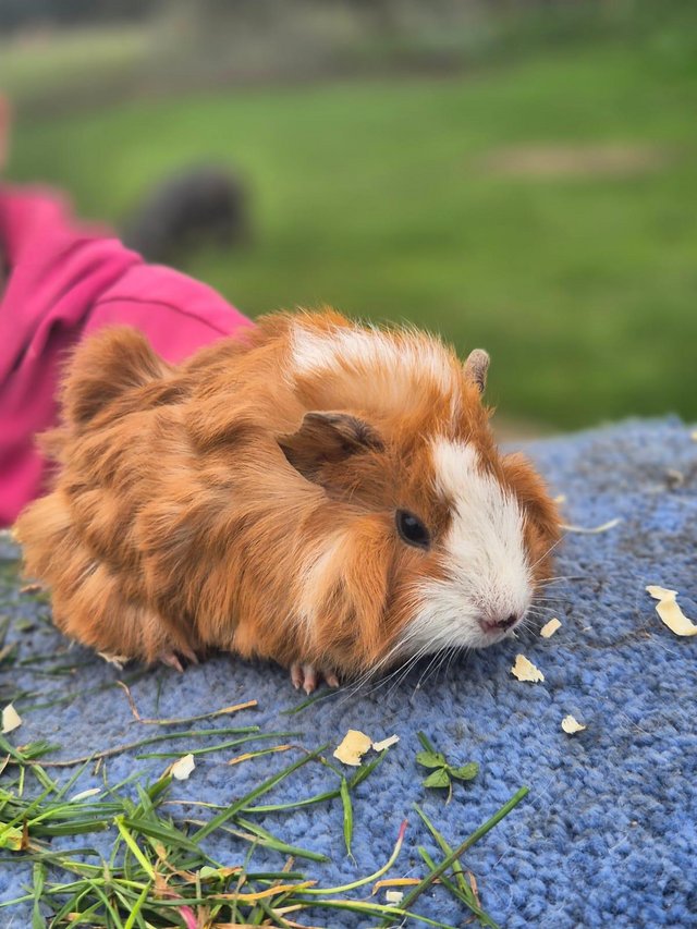 Preview of the first image of 6week old male guineapigs.