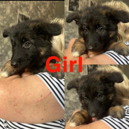 Image 2 of READY TO GO NOW! 2beautiful,chunky German shepherd puppies